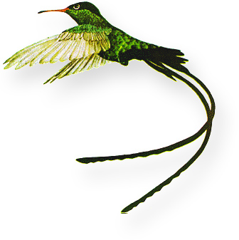 Jamaica National Bird - Doctor Bird