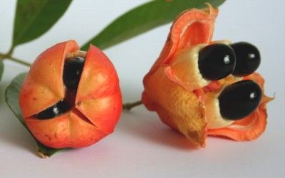 Jamaica National Fruit- Ackee (Blighia sapida)