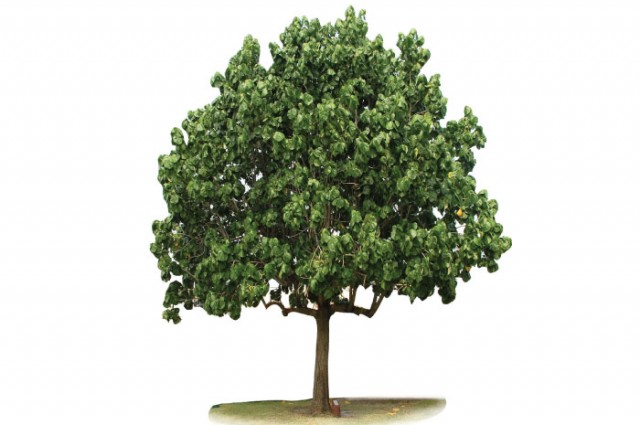 Jamaica National Tree In Jamaica
